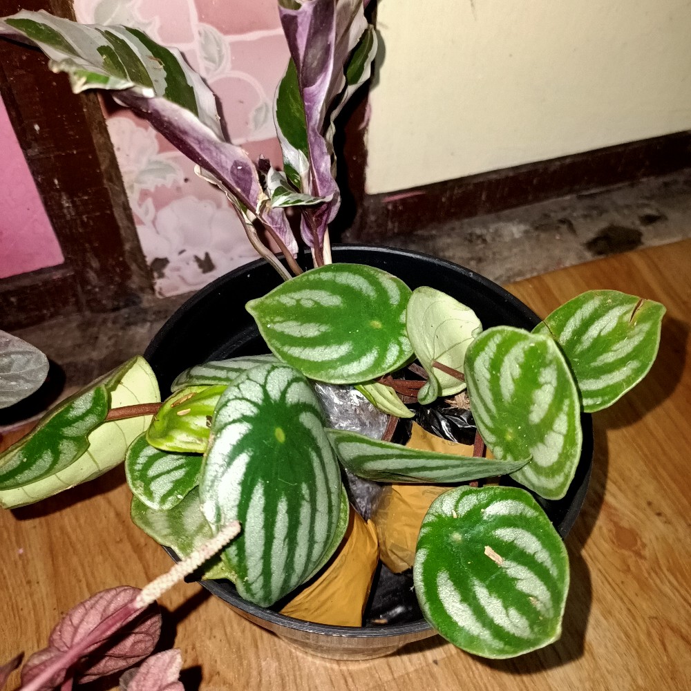 Calathea White Fusion / Tissue