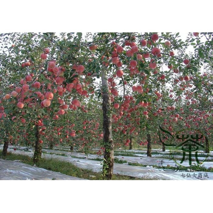 Bibit / Benih Biji Buah Apel Paradise Apple Fruit Seed Isi 10 Biji-4