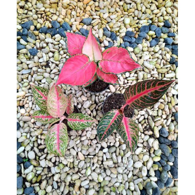 [✅COD] PAKET AGLONEMA - 3 POHON / BUNGA AGLONEMA PAKET MURAH / PAKET AGLONEMA MURAH