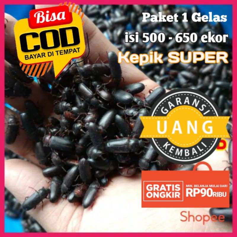 KEPIK ULAT HONGKONG SUPER BIBIT ULAT HONGKONG KUMBANG ULAT HONGKONG NOT KEPIK ULAT KANDANG NOT KEPIK