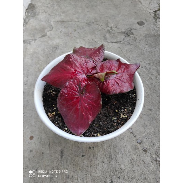 Caladium Red Stardust