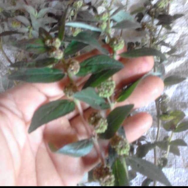 

Jual daun patikan kebo 500 gram segar