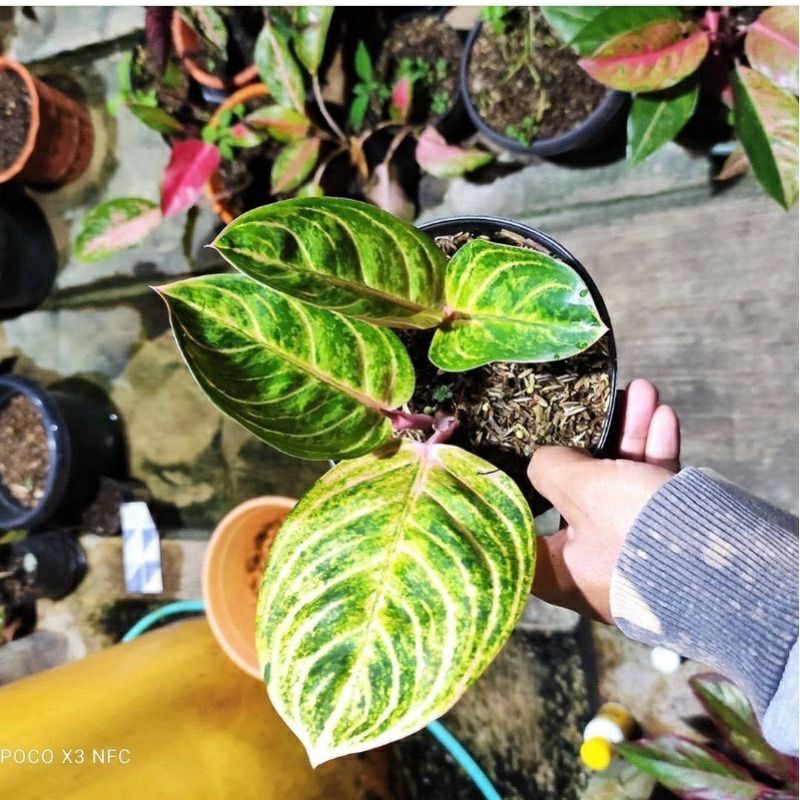 aglonema rinjani baby/anakan + pot