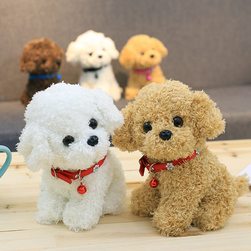 cute teddy dogs