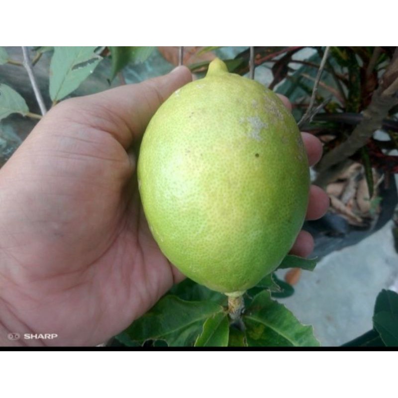 bibit jeruk lemon lokal