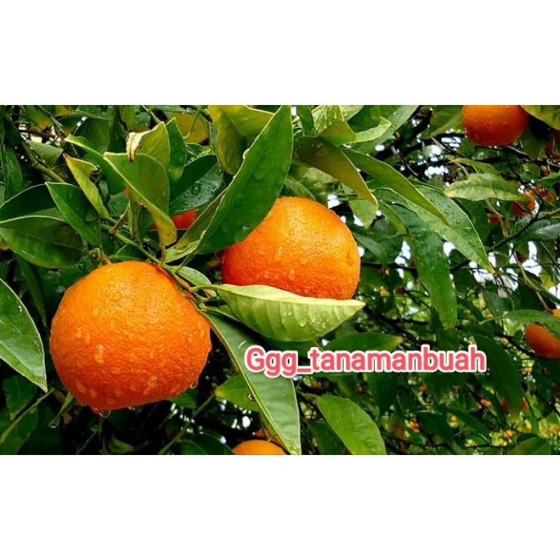 Bibit Jeruk Mandarin Sudah Berbuah Manis