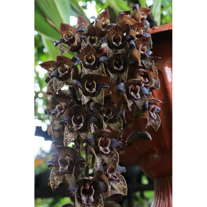 grammatophyllum stapellyflorum