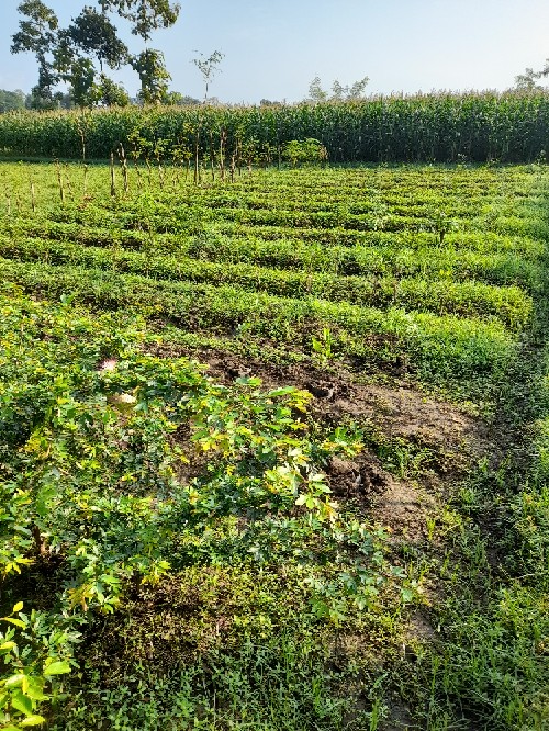 Onat Kunci Pintu Knop Kamar Mandi Bulat / Tarikan Gagang Handle Putar Stainless