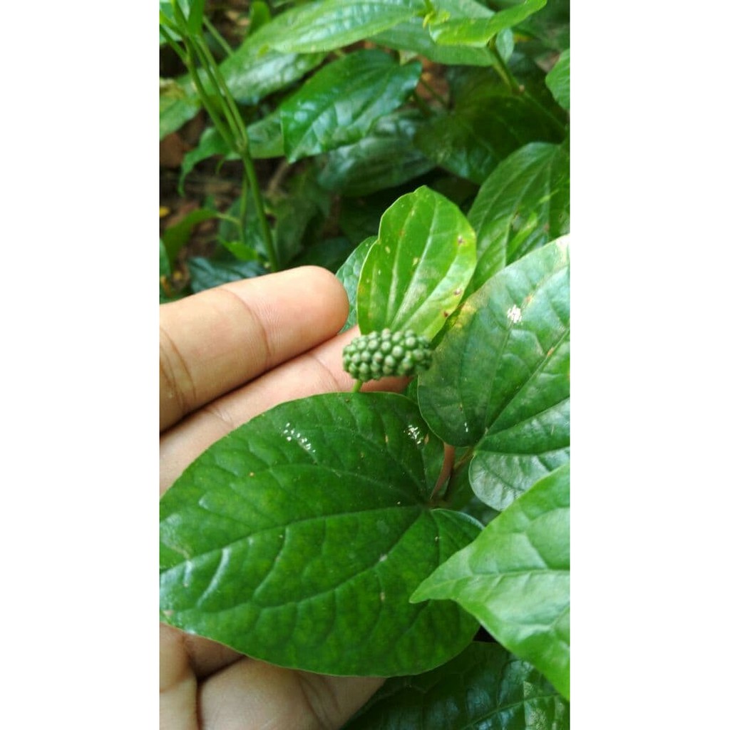 Bibit Cabe Kebun