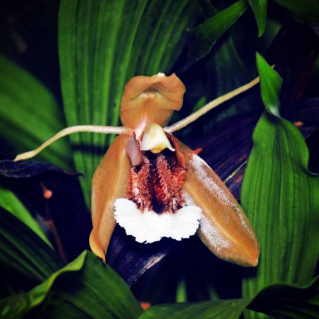 Anggrek Coelogyne speciosa