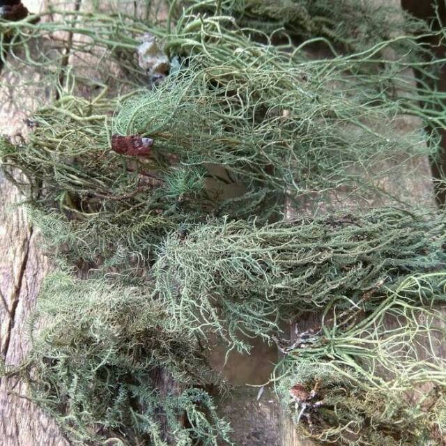 

Kayu Angin Lumut Kering Alami Herbal Alami 500gram