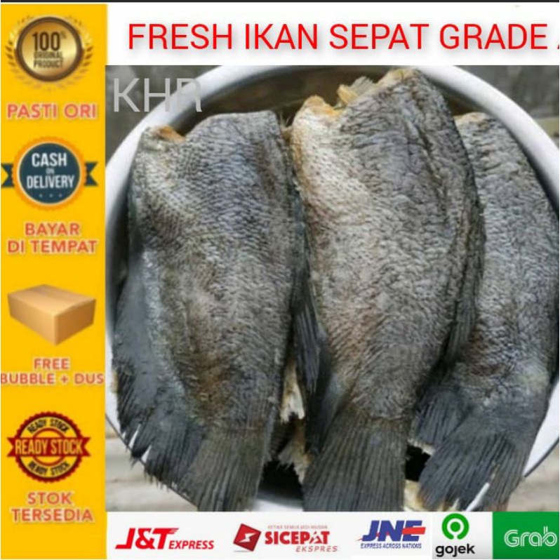 

Ikan asin sepat - fresh - ZHR