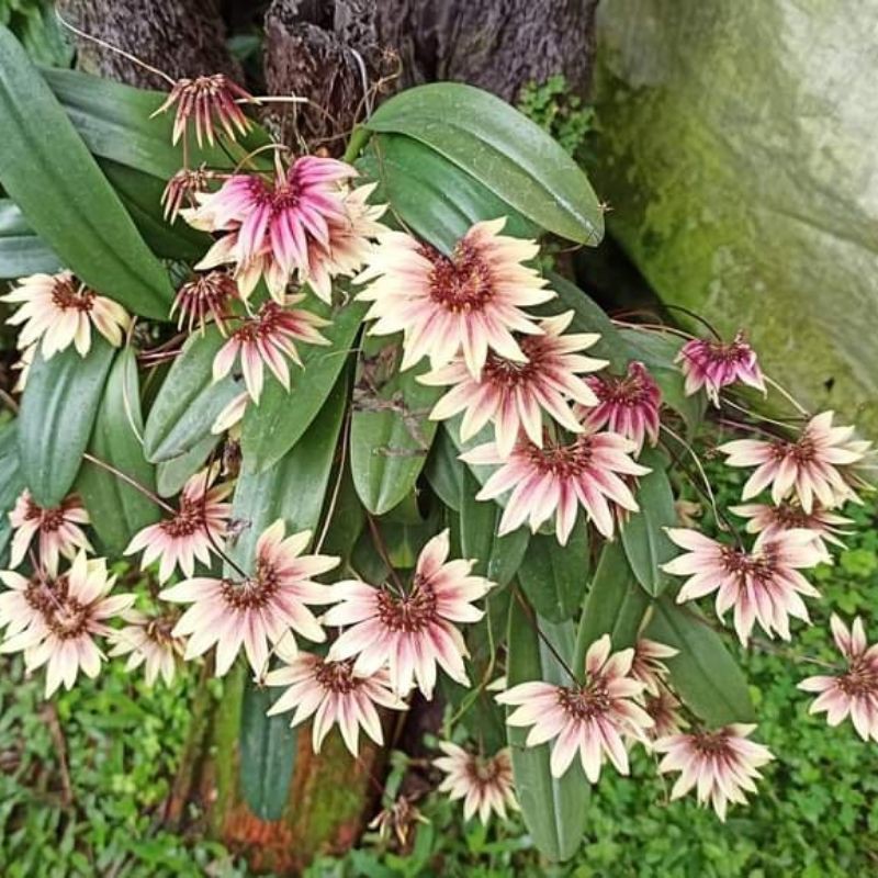 bulbophyllum lepidum atau anggrek kipas