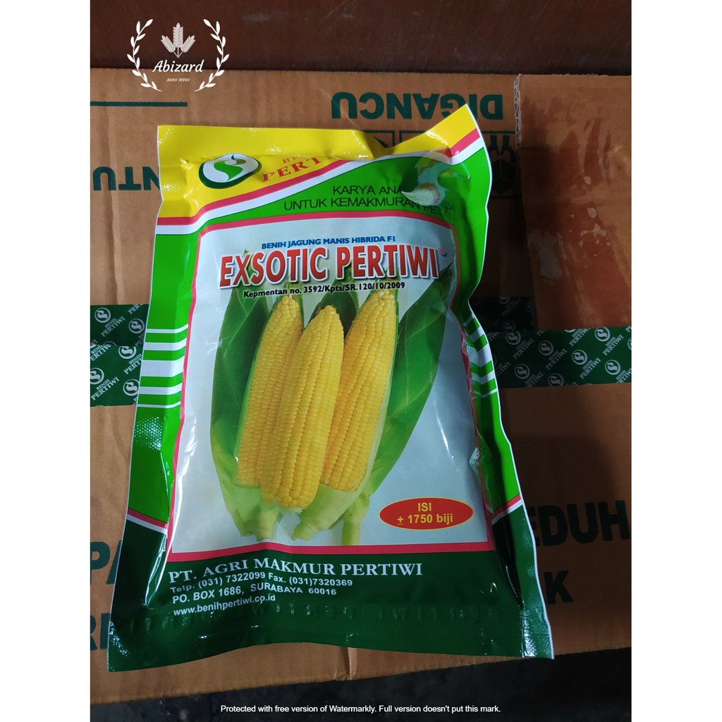 Jual Benih Bibit Jagung Manis Hibrida Exsotic Pertiwi 1750 Biji