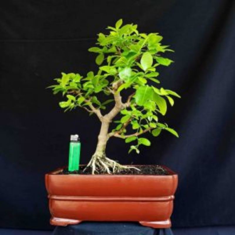 

Ciri Ciri Pohon Sianci (Malpighia Emarginata)