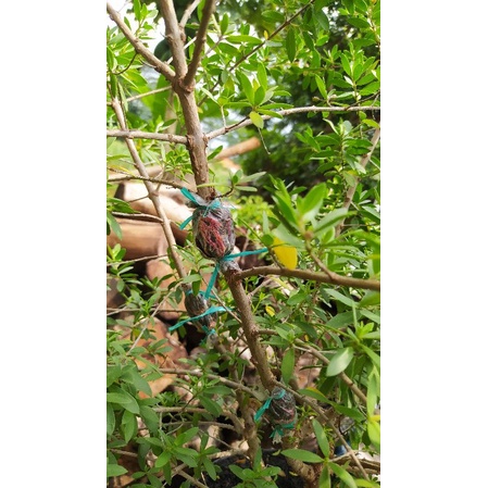 bahan bonsai santigi pasir sudah di tanam di bolibeg kecil