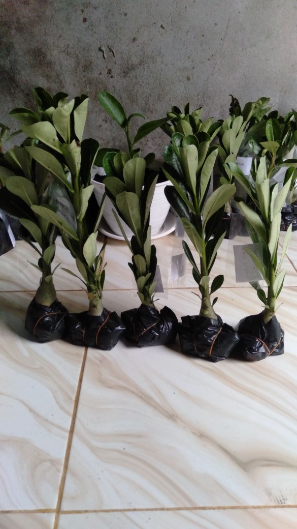 Bibit Adenium Waves Blue Ice Size A