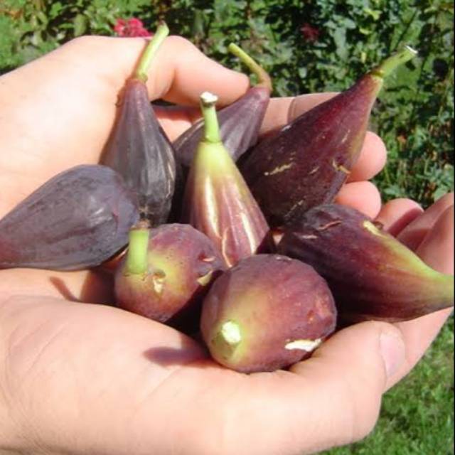 Bibit buah tin MORO DE CANEVA jenis buah tin unggul langka rajin berbuah