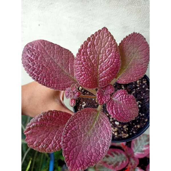 Episcia Pink flaminggo