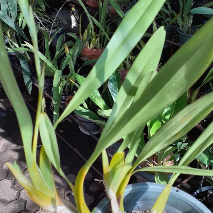 Anggrek Miltonia Spectabilis Knop