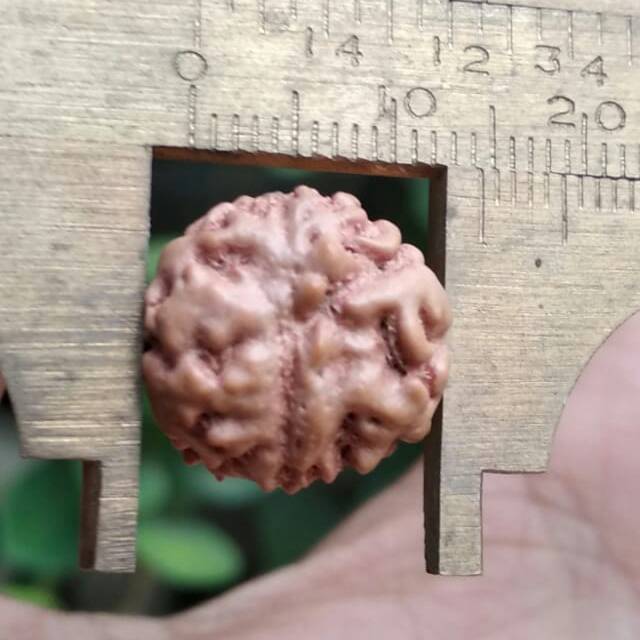 Rudraksha jenitri mukhi 1 bulat kode B