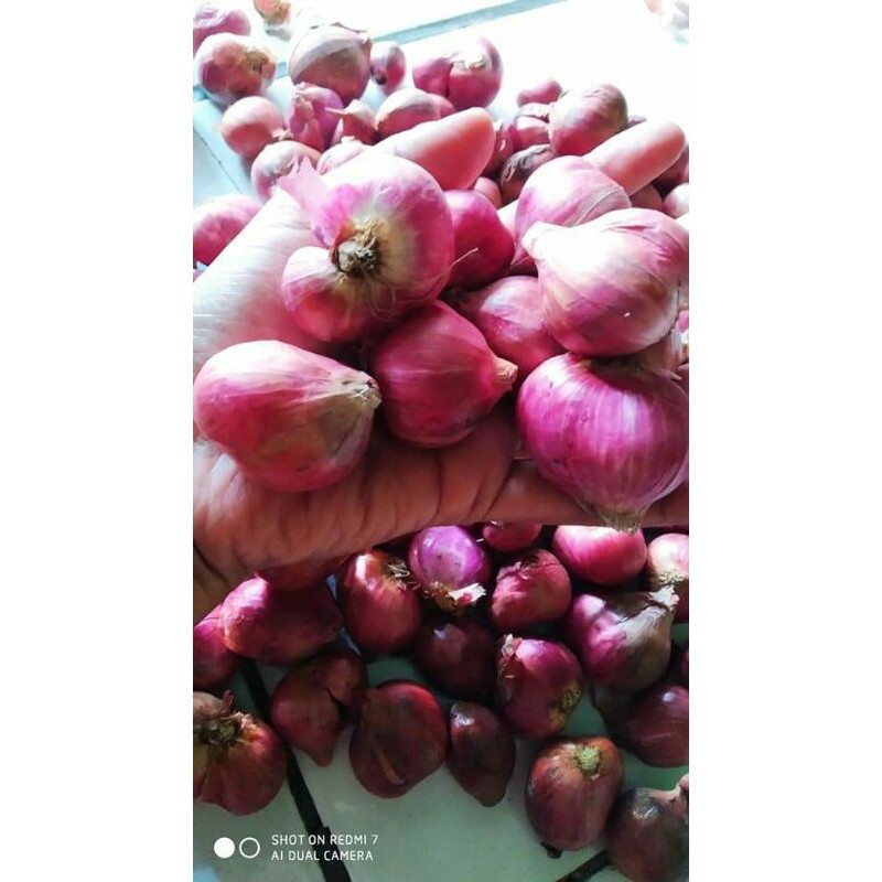 

bawang merah brebes super