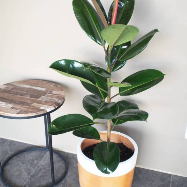 Tanaman hias karet kebo - tanaman karet kebo