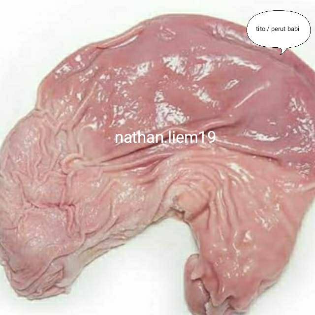 

tito / perut babi