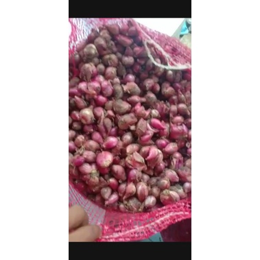 

bawang asli brebes,