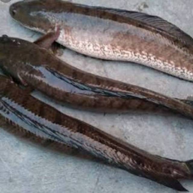 

Ikan gabus fresh