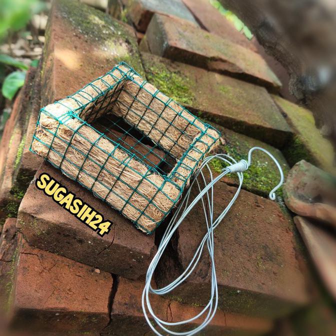 POT BUNGA ANGGREK VANDA SABUT KELAPA 10CM