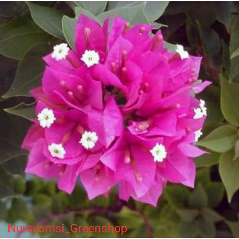 Tanaman Bougenville bunga pink - bunga kertas - Bougenville - tanaman