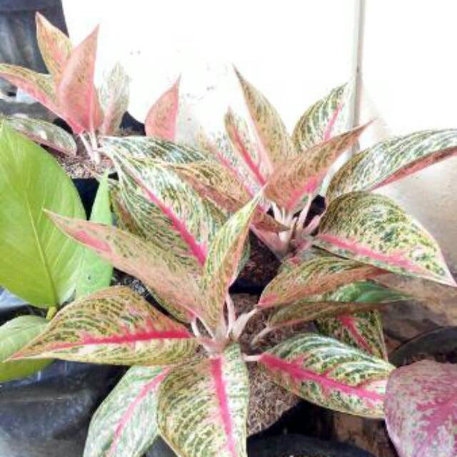 Bibit aglonema legacy