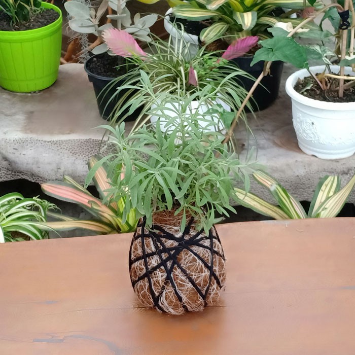 KOKEDAMA lavender asli ID lavandula hidcote
