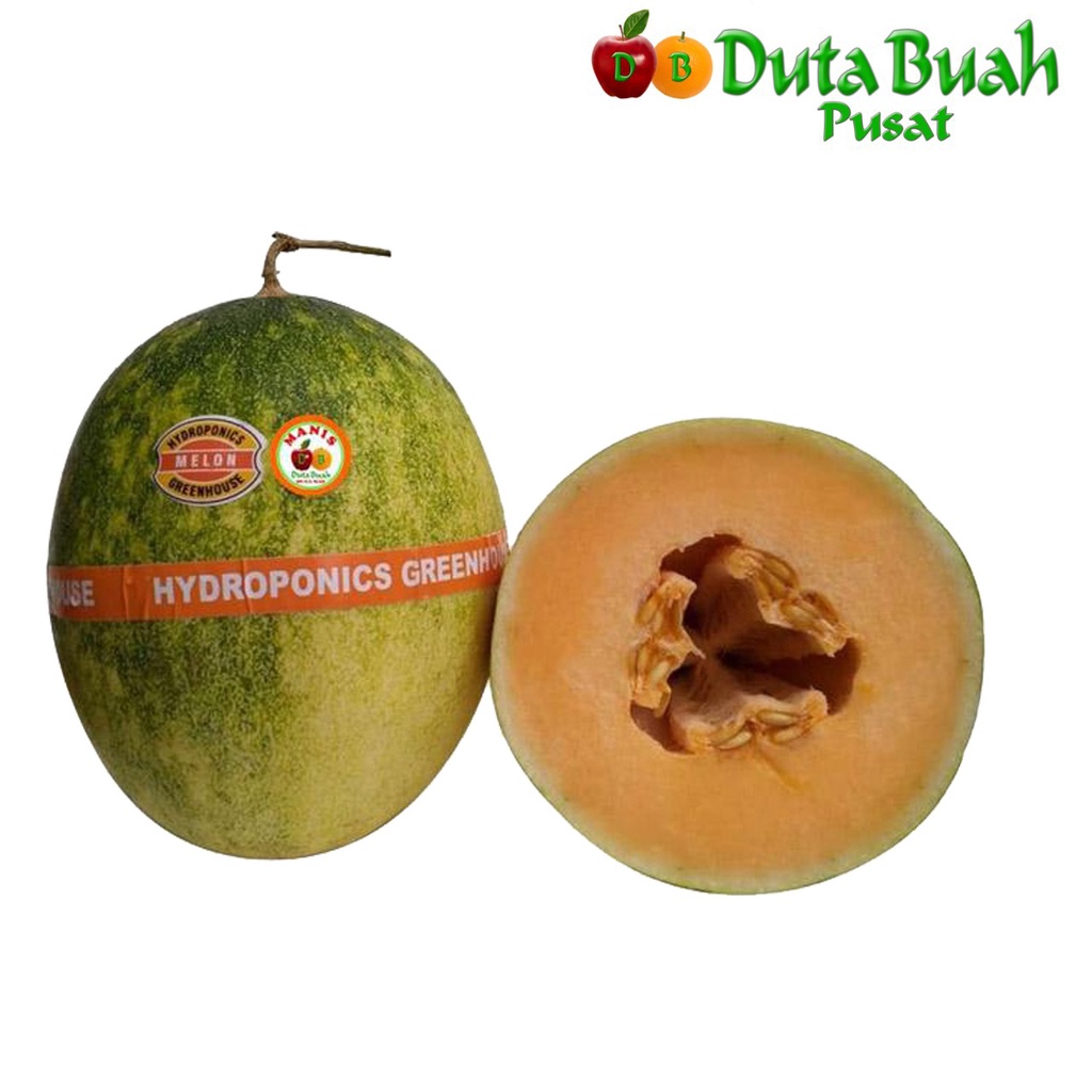 

DUTA BUAH Melon Hamiqua / Green Jade (1-1.5kg/buah)