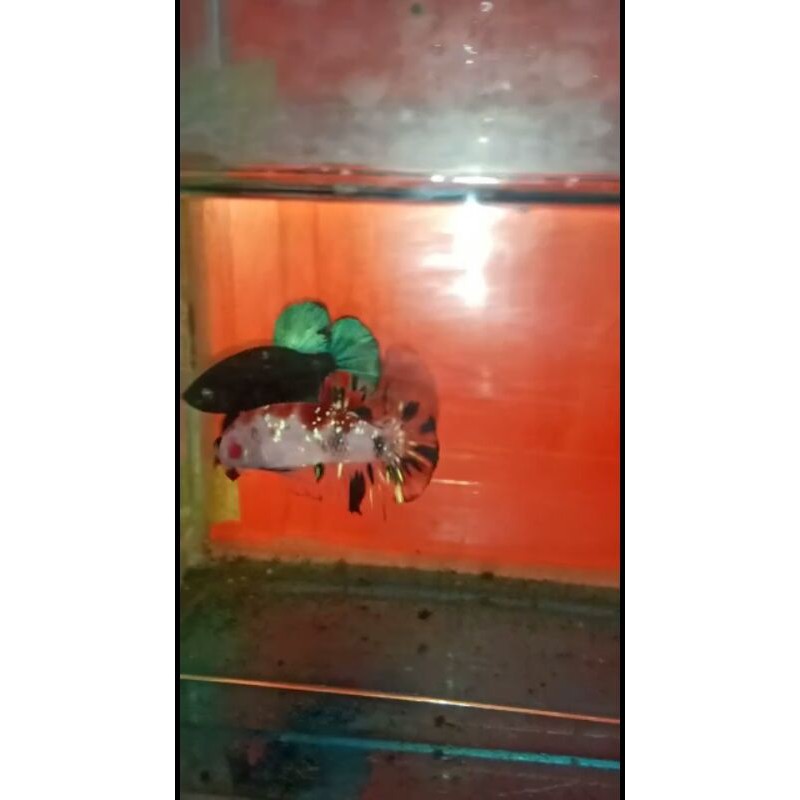 Red koi cooper gold (Ironman)