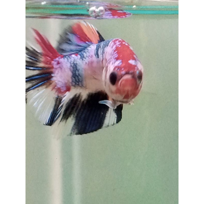 

cupang