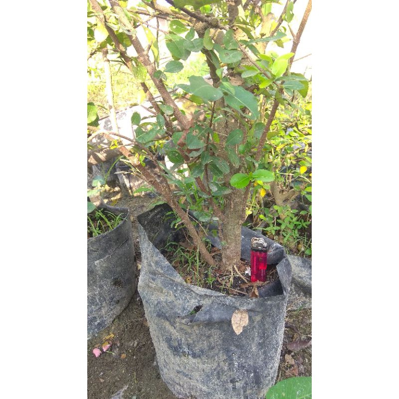 Bahan Bonsai Cherry Barbados/Sianci