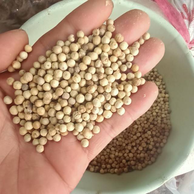 

LADA PUTIH MULIA 100gram