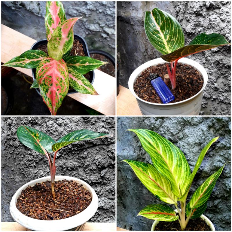 aglonema paketa 4 pohon adelia merah 2.caribian dan bidadari