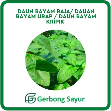 

Daun Bayam Raja, Bayam Super Jumbo Bayam Urap Bayam Kripik 250 gram