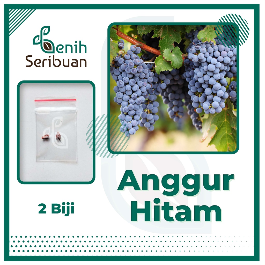 BS-BYL Benih Buah Bibit Tanaman Buah F1 Hibrida Unggul Anggur Strawberry Semangka Melon Labu Pepaya Jambu Blackberry Ciplukan Raspberry dll-ANGGUR HITAM