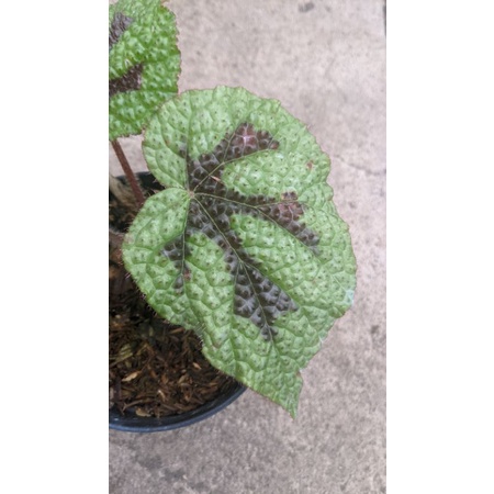 begonia cross (REAL PICT) - begunia iron cross - begonia karpet cross - Tanaman daun