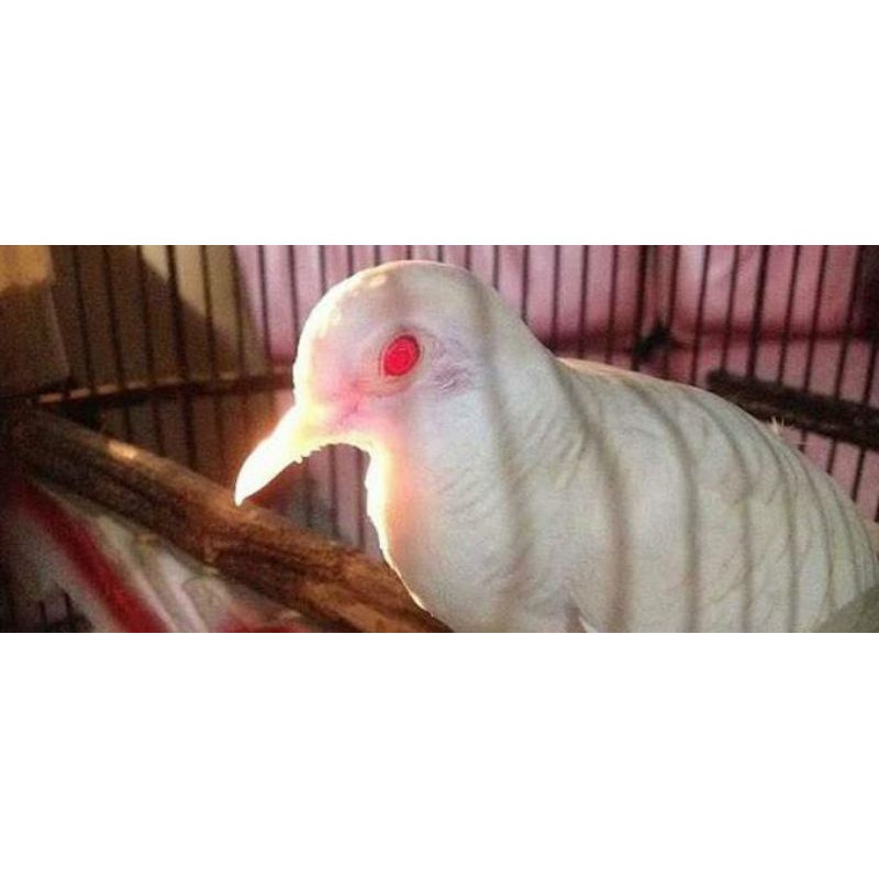 Burung Perkutut Putih mata merah langka dan unik