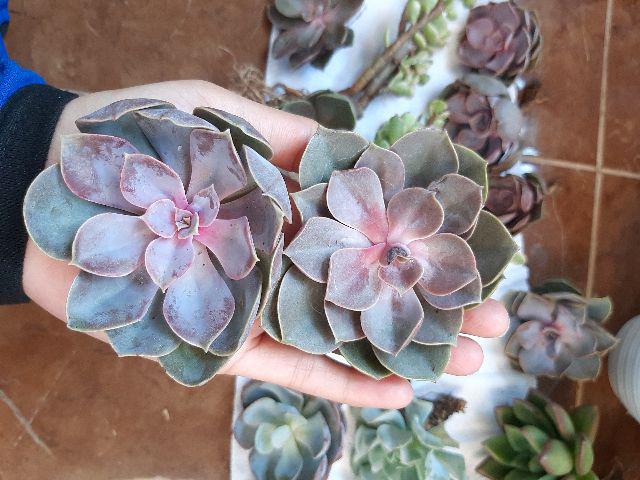 Sukulen Murah Dan Hemat Dengan Berbagai Macam Variant Sudah Termasuk Pot 10cm
