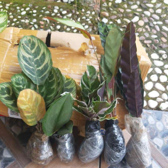Promo Paket 4 Jenis Calathea - Kalatea Makoyana-bulu Ayam-tisue-drak Stars