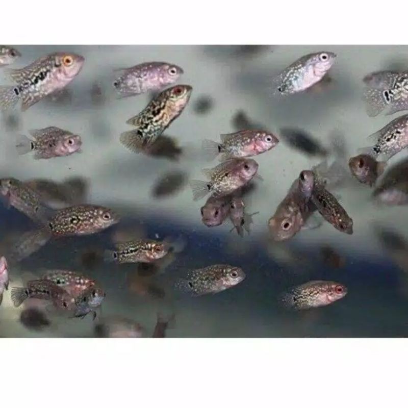 ikan louhan kamfa F2 maput GEN ORI burayak