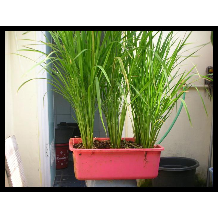 Benih / Bibit / Seed Padi Grow Your Own Rice Easy To Grow Tanam Di Pot