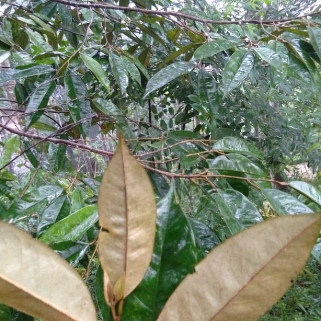 

Daun durian segar 500gram