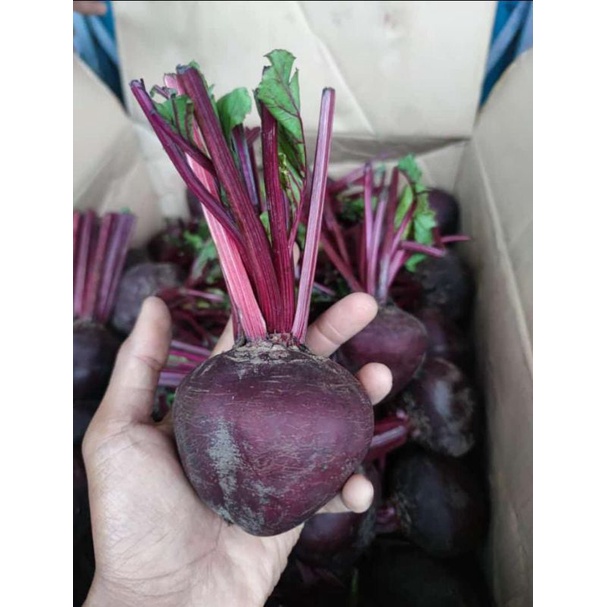 

BUAH BIT KAYA AKAN MANFAAT